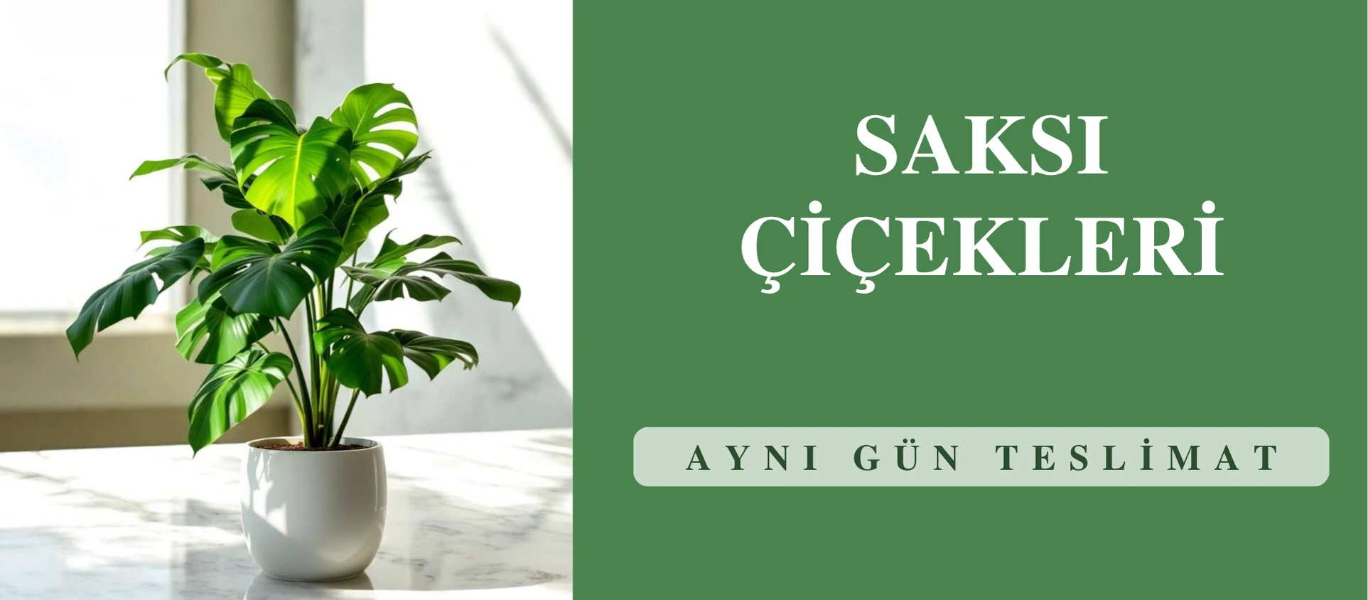Saksı çiçekleri – aynı gün teslimat